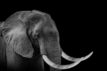 Elephant isolated black white , animal wildlife