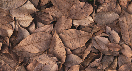 Dry autumn leaves on floor background 
