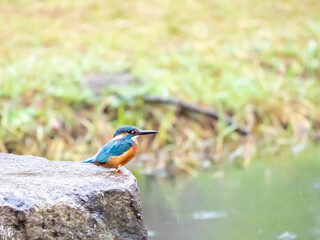 秋のカワセミ