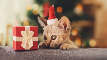 cat with christmas gift