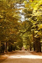 Naklejka premium Long empty dirt road surrounded by trees on a sunny fall day.