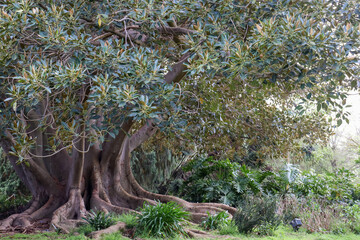 moreton bay fig tree