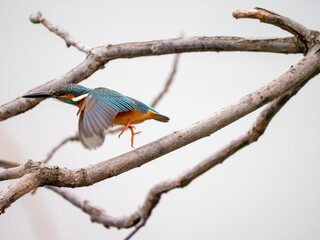 初冬のカワセミ