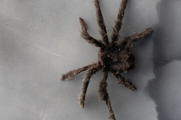 Artificial Big Black Spider Halloween Background