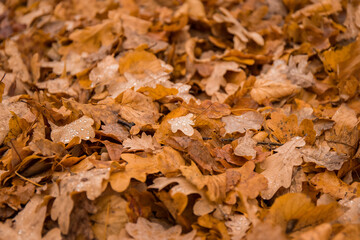 A pile of oak leaves in the autumn park
