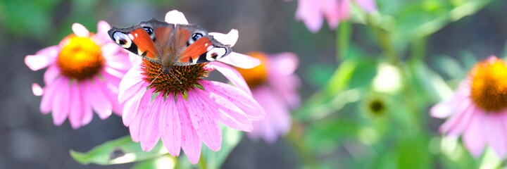Beautiful pink flower anemones on fresh spring morning in nature and butterfly on flower
