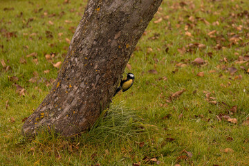 Tit on a tree in the autumn park