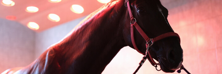 Sports horse stands after training in equine solarium closeup - obrazy, fototapety, plakaty
