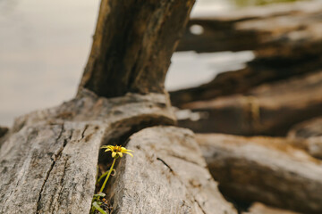Wild Capeweed daisy growing from crack in dead tree beside lake