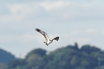 osprey in flight