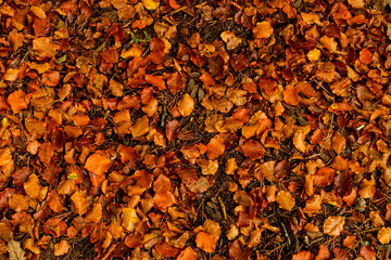 Texture of the ground