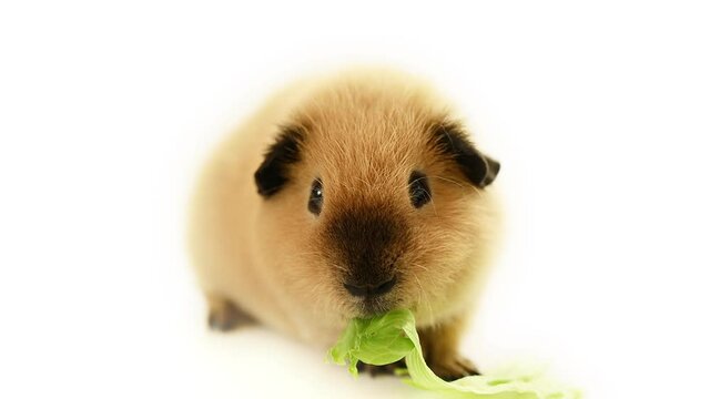 Lunch time. Cutie guinea pig eating leaf of green salad in front of white background
