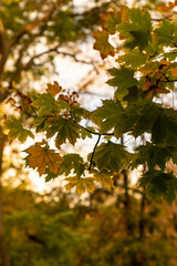 autumn maple leaves