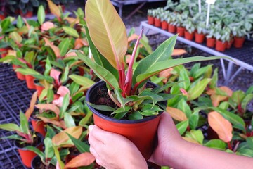 philodendron growing in pot on natural light background	