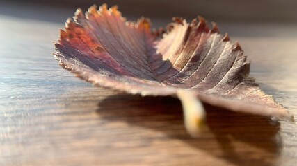 red autumn leaf