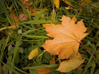 Autumn leaf on the grass as a background.