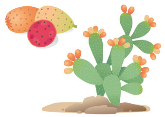 Opuntia. Prickly pear. Isolated - 464003402