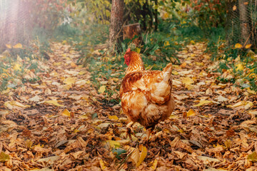 Countryside. Red hen walking free on farm.