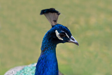 Obraz premium Close up head of adult beautiful peacock, exotic bird, zoo