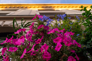 flowers on the balcony