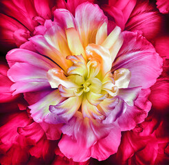 Pink-yellow tulip.    FloRal background . Closeup.   Nature.	

