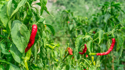 Red chili peppers on a branch with leaves. Organic chillies vegetable planting in farm countryside. Selective focus.