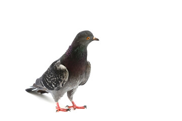 rock dove isolated on white background