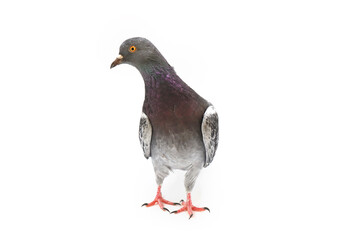 rock dove isolated on white background
