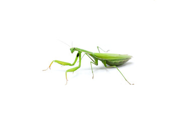 green female praying mantis eating a cricket. insect on a white background. close-up