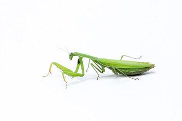 green female praying mantis eating a cricket. insect on a white background. close-up