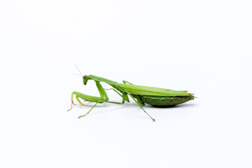 green female praying mantis eating a cricket. insect on a white background. close-up