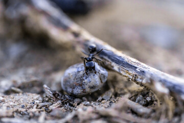 Hormiga intentando mover piedra