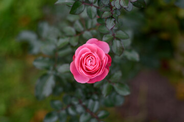 Pink rose flower growing on bush in center of frame