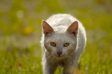 dirty white cat on the grass