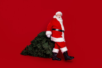 Photo of excited funny retired man wear santa claus costume dragging cut down fir arrange house comfort isolated red color background