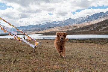 Golden Retriever playing in the plateau mountains