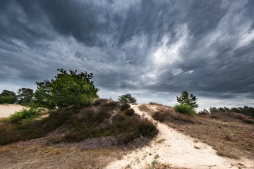 Fototapeten Naturereserve Kootwijkerzand, Gelderland Province, The Netherlands © Holland-PhotostockNL