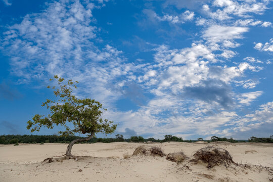 Naturereserve Kootwijkerzand, Gelderland Province, The Netherlands