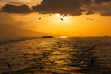 Silhouettes of flying seagulls in the sea bay, near mountains, a lighthouse and ships in the distance at sunset.