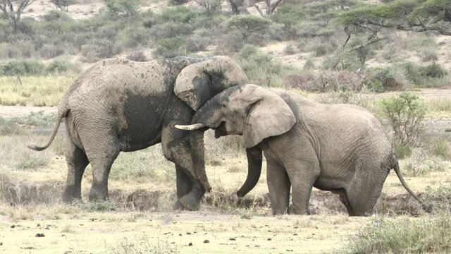 African elephant (Loxodonta africana) bulls playfighting.