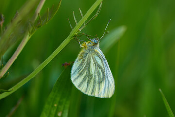 Grünader-Weißling ( Pieris napi ) am Schlafplatz	