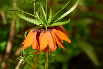 Blüten der Kaiserkrone (Fritillaria imperialis)	