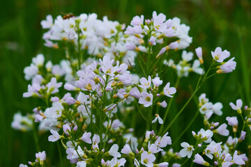 Blüten des Wiesen-Schaumkraut (Cardamine pratensis)	