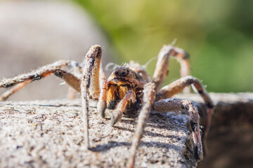 portrait of a spider on a slate close-up on a blurred background