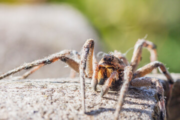 portrait of a spider on a slate close-up on a blurred background