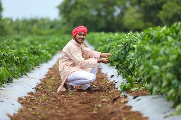 Young indian farmer at green chilly agriculture field.