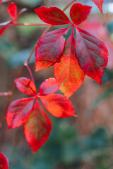 Foliage. Autumn leaves background. Macro shot of ivy leaves turning red.