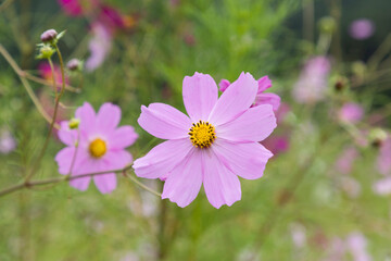 Obraz premium 가을 (fall)