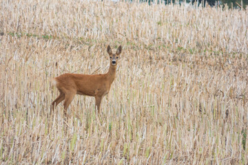 Roe deer in the field