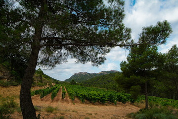 Viñedos de la comarca de Terra Alta, Tarragona, Cataluña